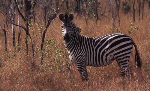 Burchells zebra Ruaha Nat Pk Tanzania